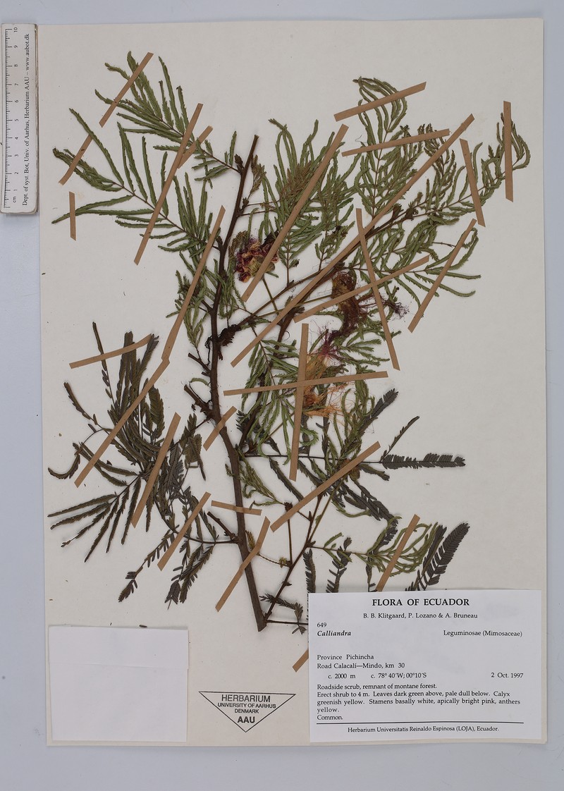 Calliandra pittieri var. pittieri