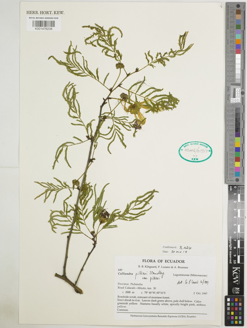 Calliandra pittieri var. pittieri photo 2