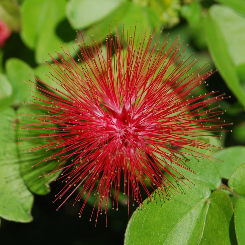 Surinamese Stickpea photo 2