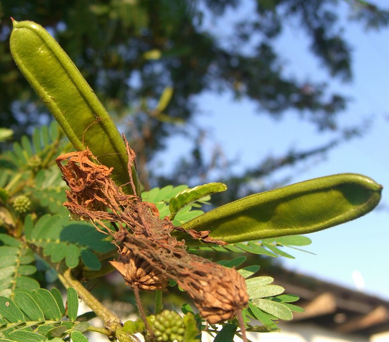 Surinamese Stickpea photo 3