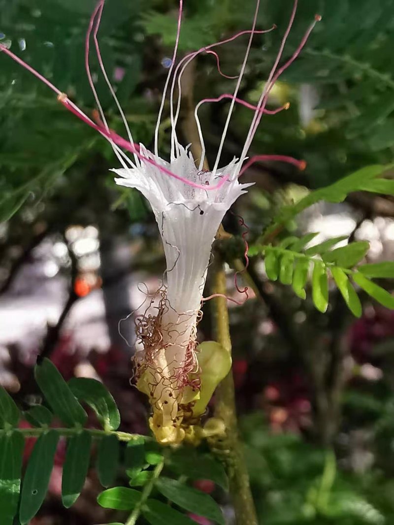 Surinamese Stickpea photo 6