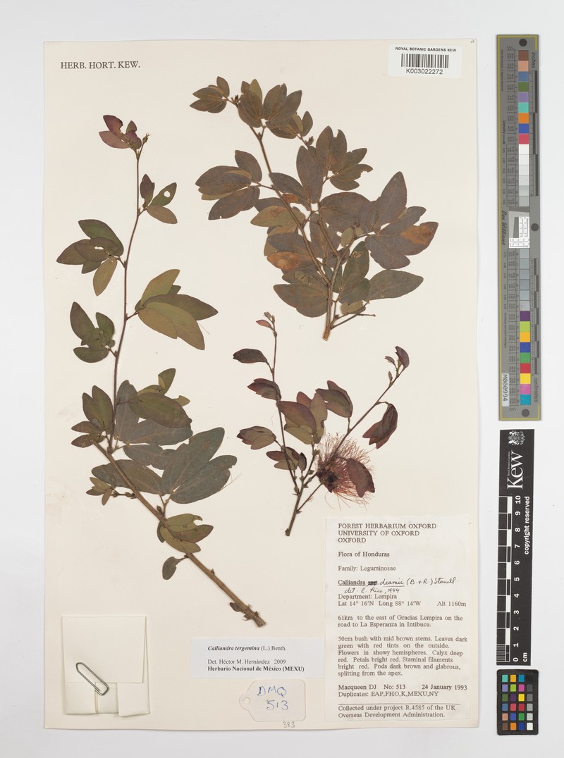 Calliandra tergemina var. tergemina
