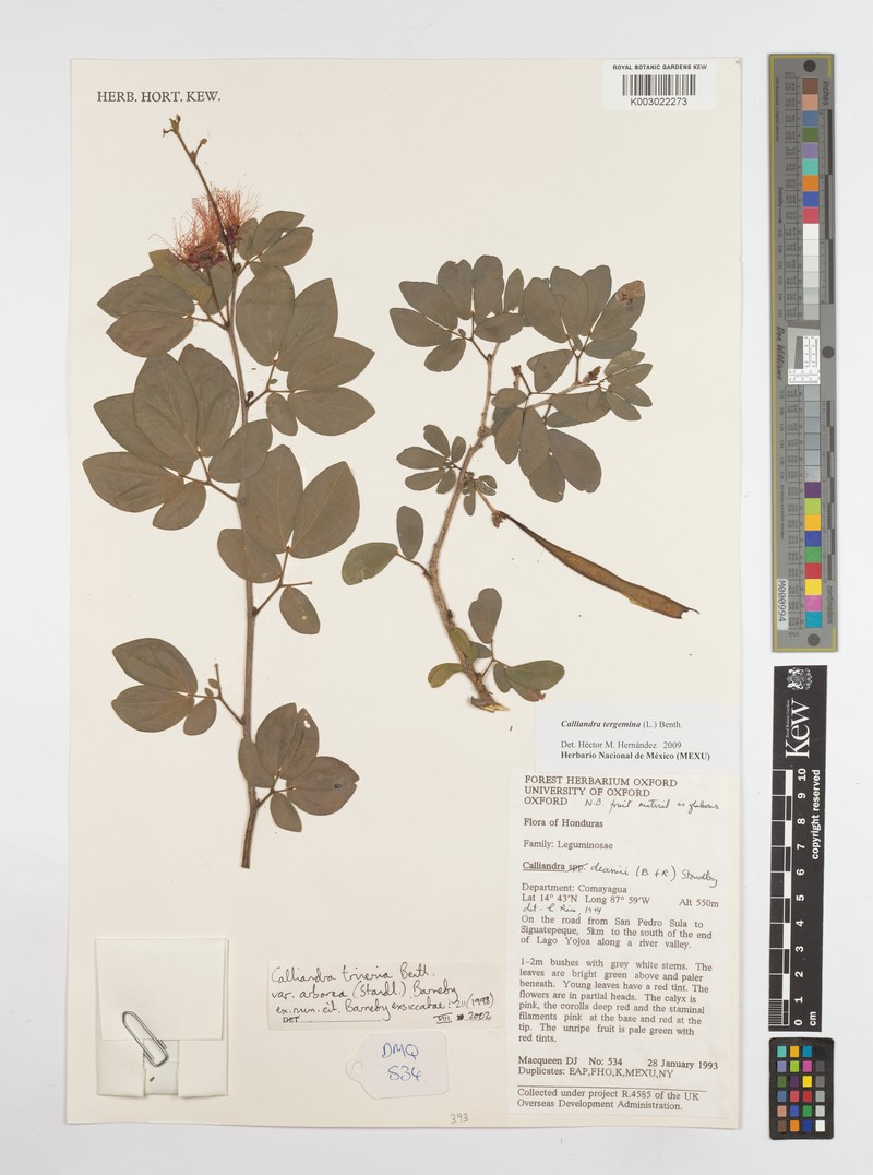 Calliandra tergemina var. tergemina photo 2