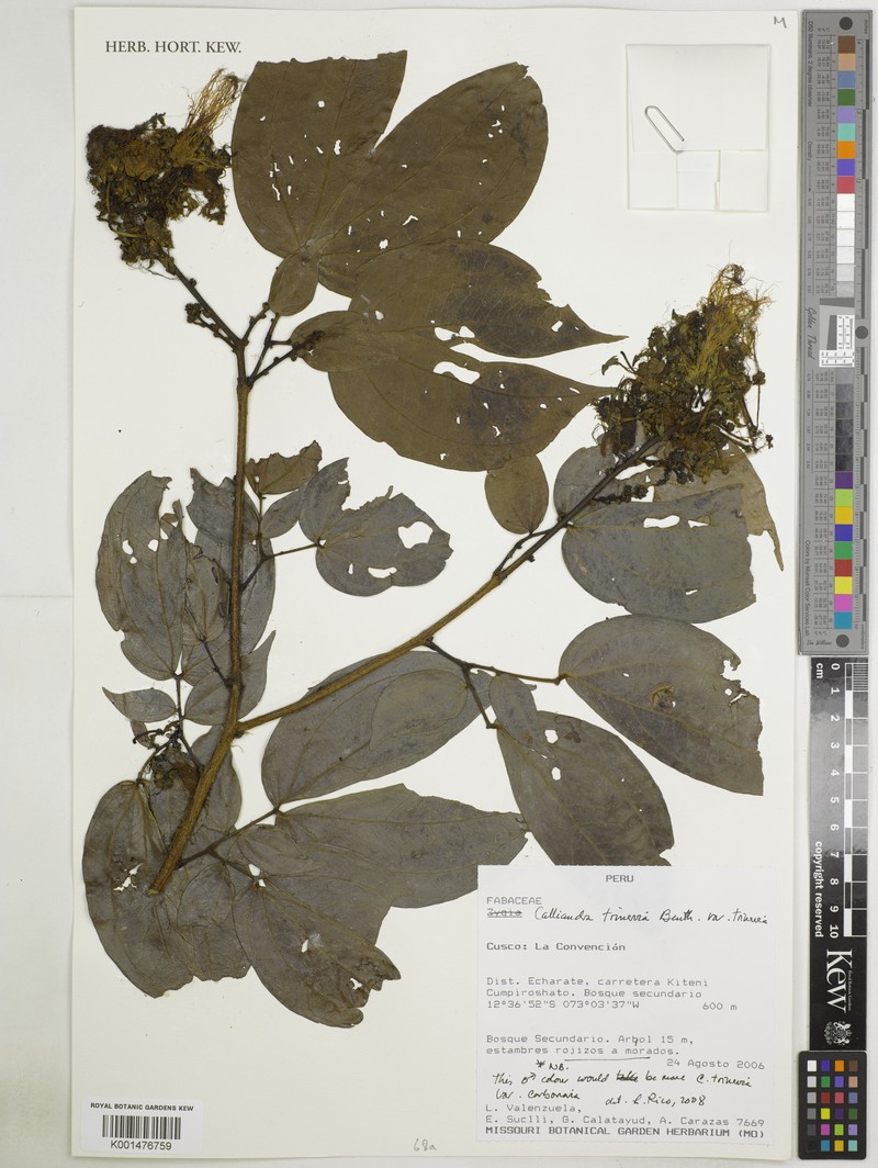Calliandra trinervia var. trinervia