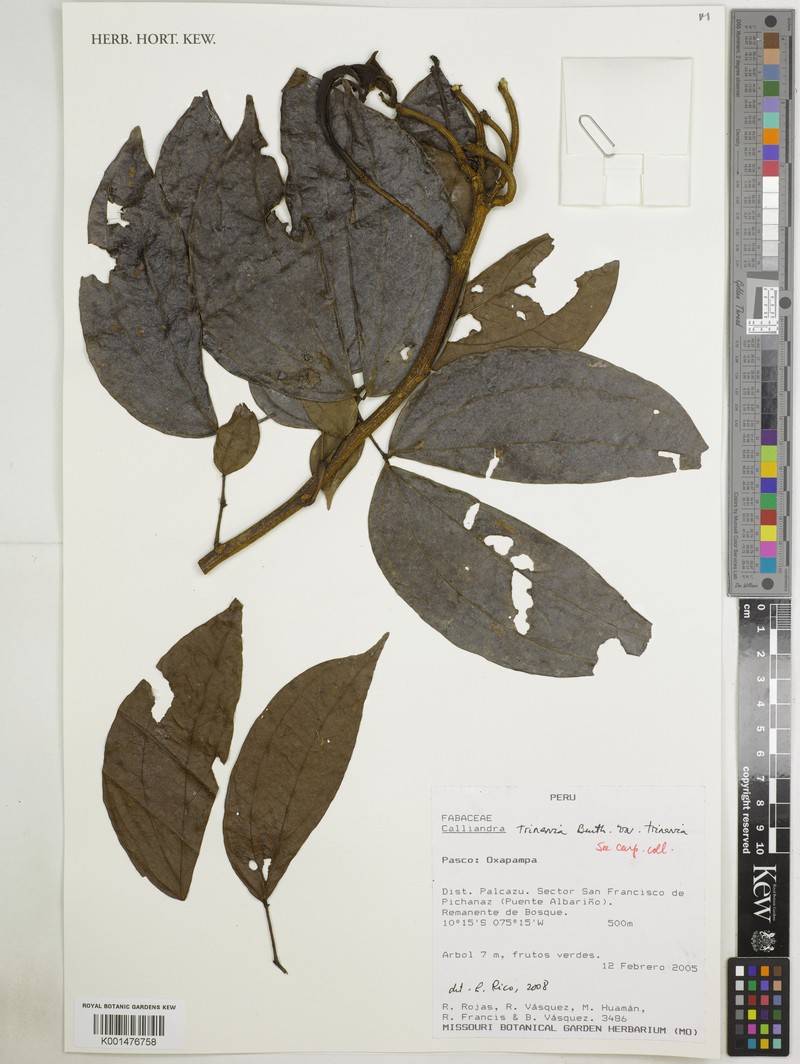 Calliandra trinervia var. trinervia photo 2