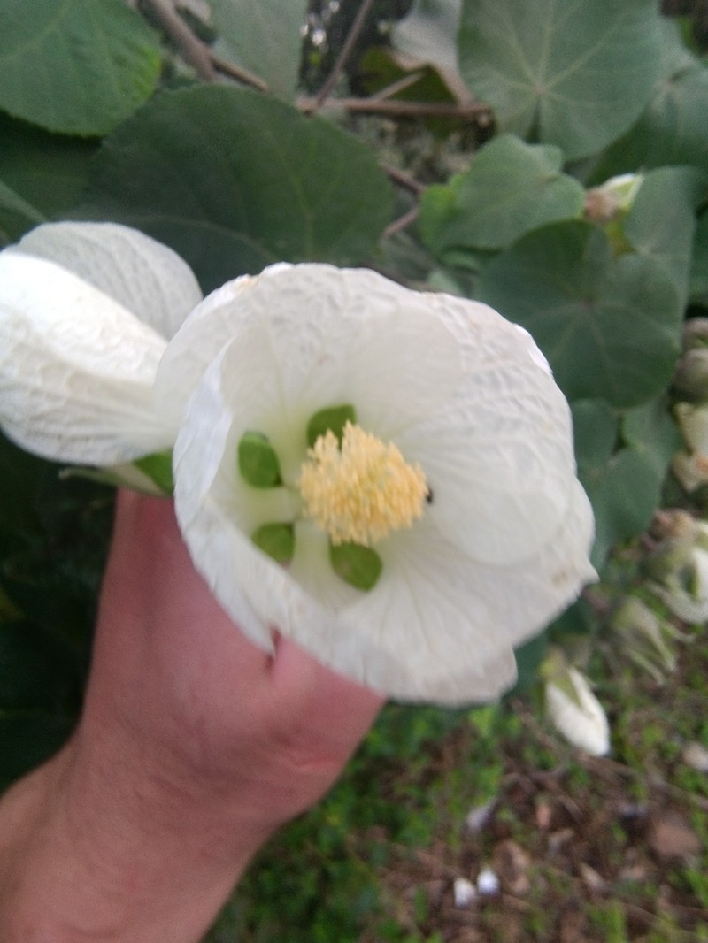 Callianthe costicalyx photo 2