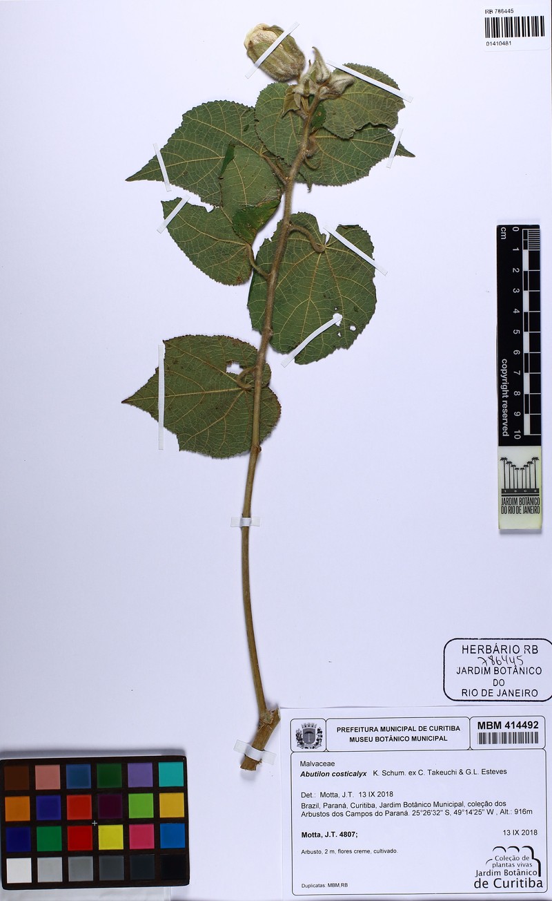 Callianthe costicalyx photo 4