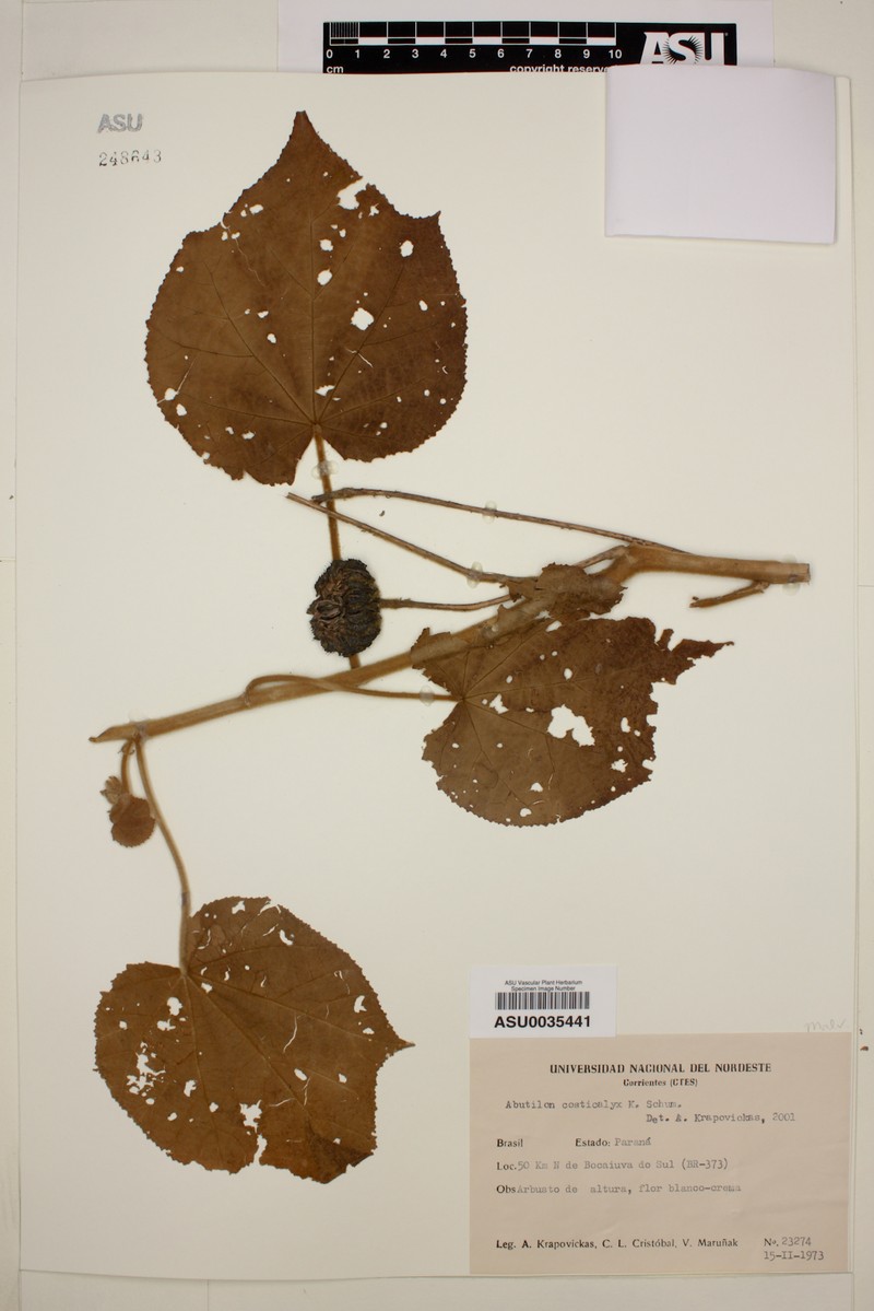 Callianthe costicalyx photo 5