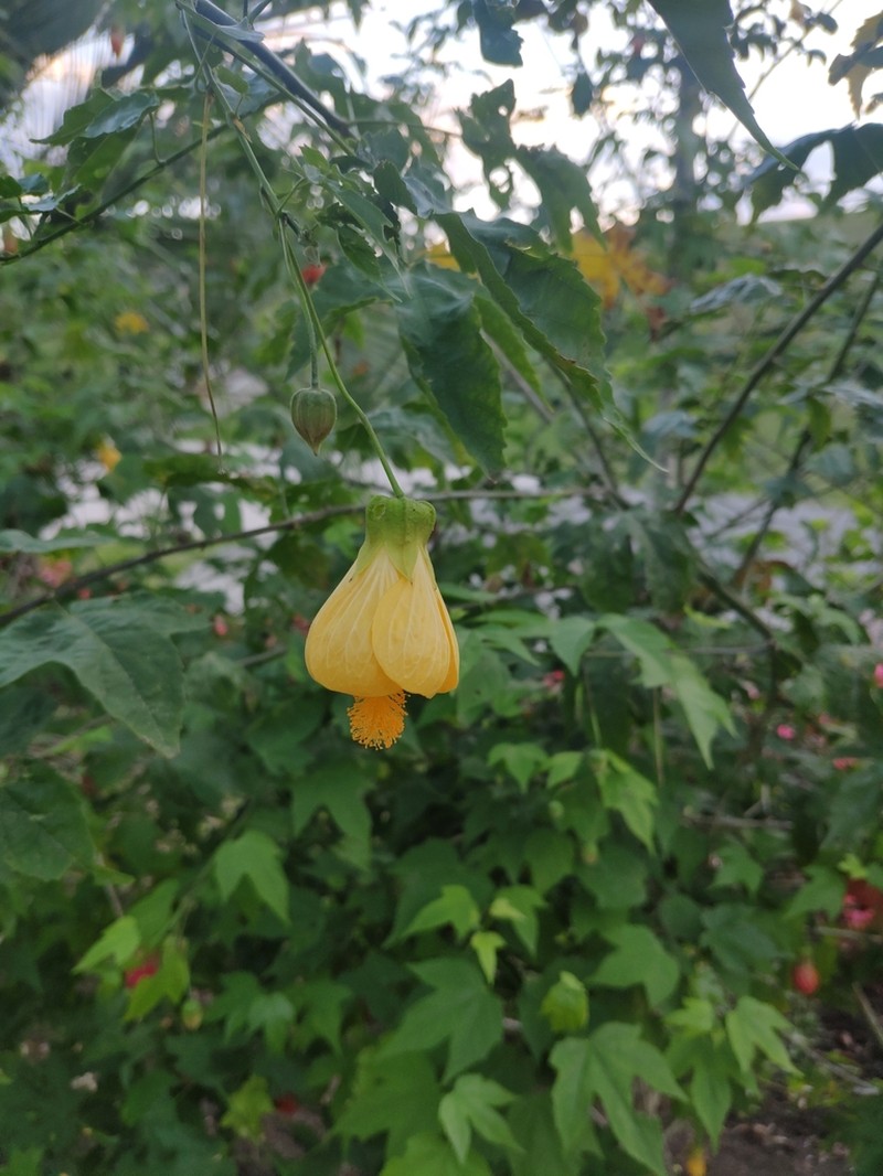 Callianthe flava