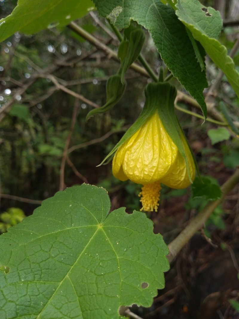Callianthe flava photo 2