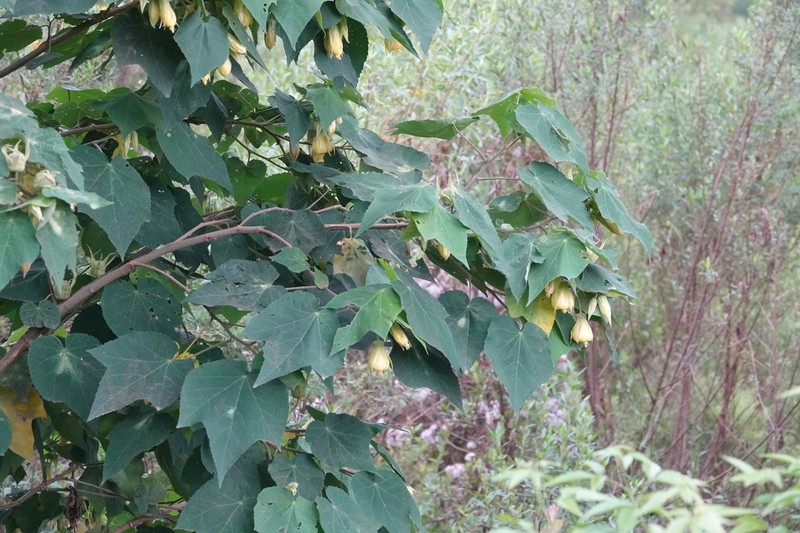 Callianthe flava photo 3