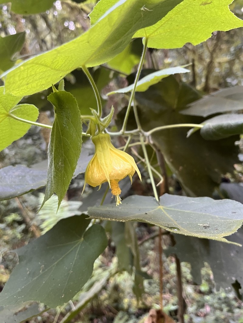 Callianthe flava photo 4