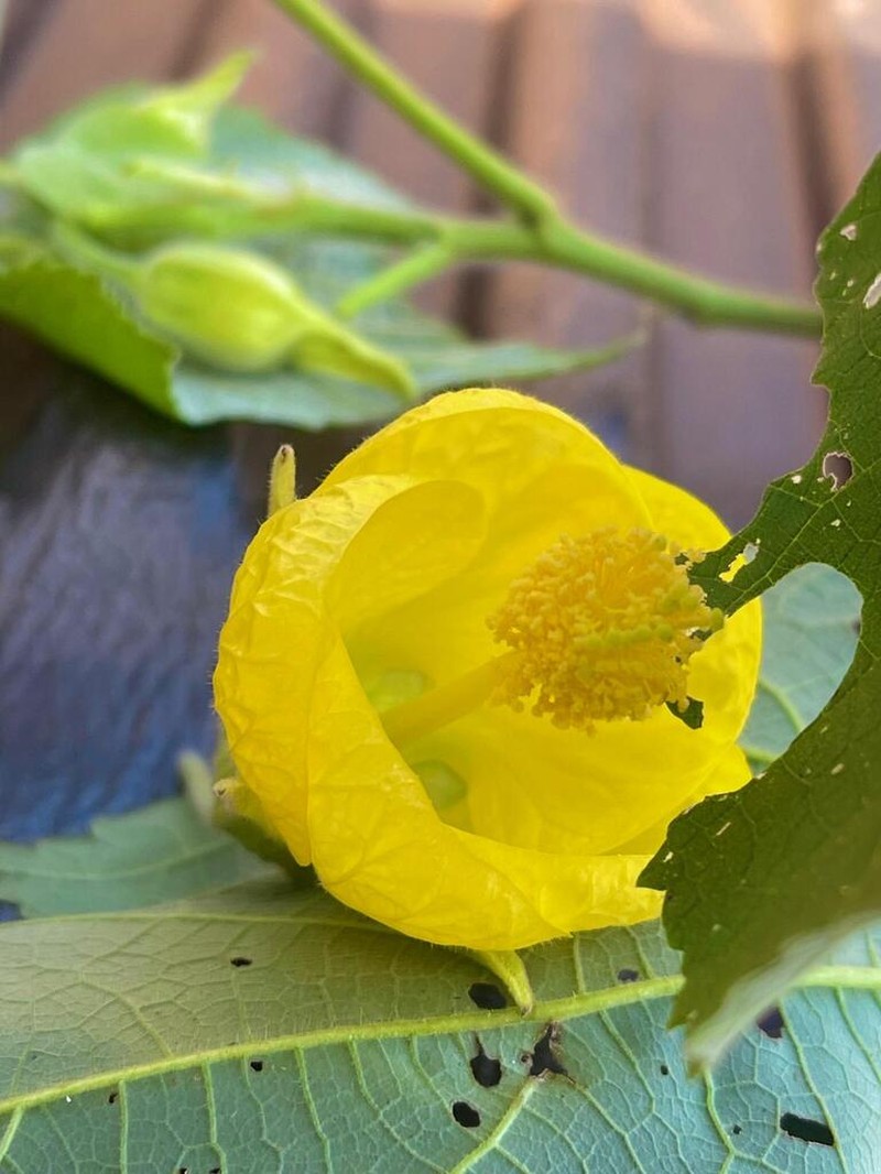 Callianthe flava photo 5
