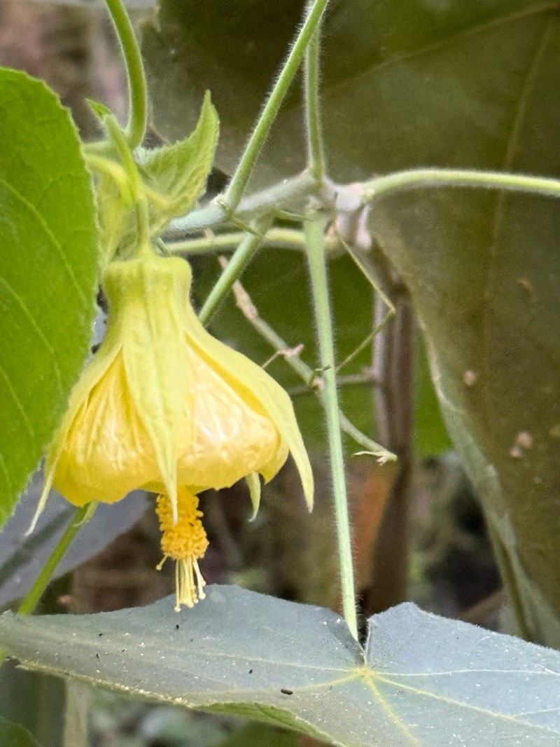 Callianthe flava photo 6