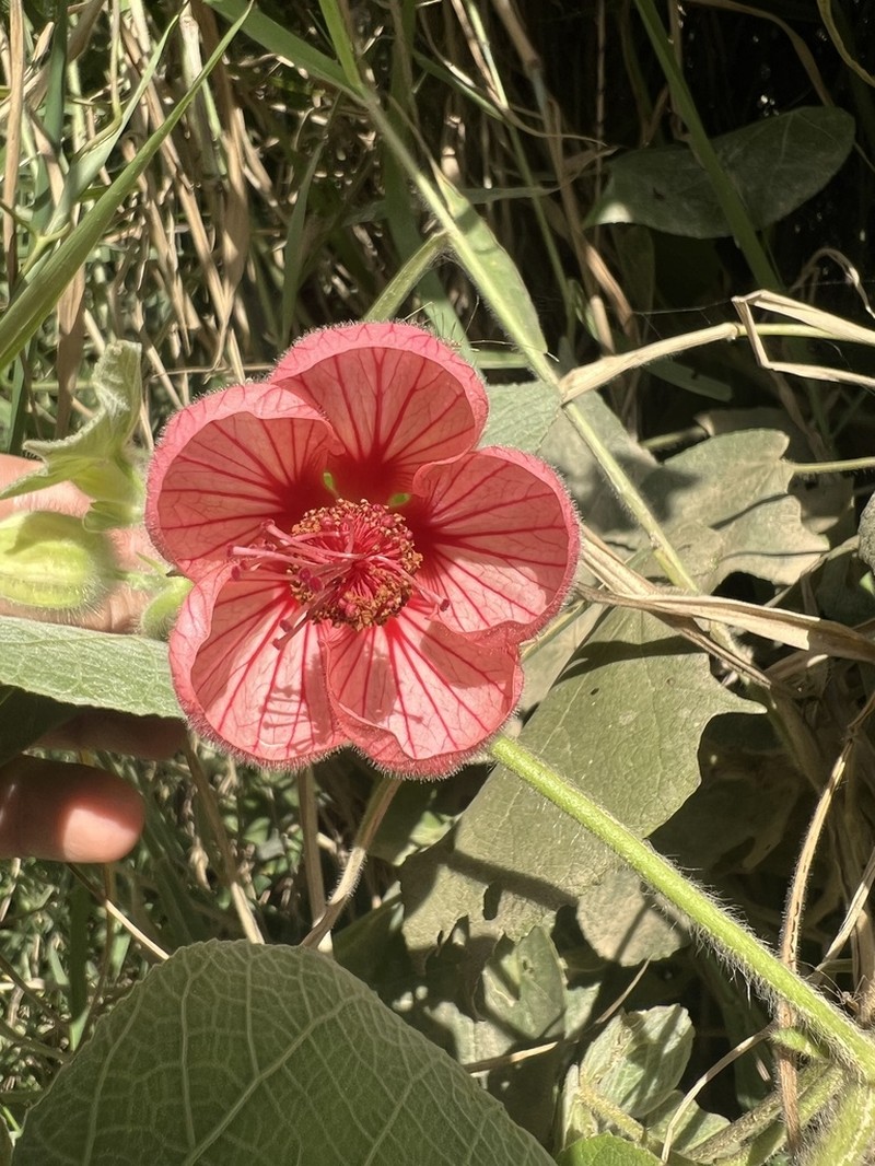 Callianthe maritima