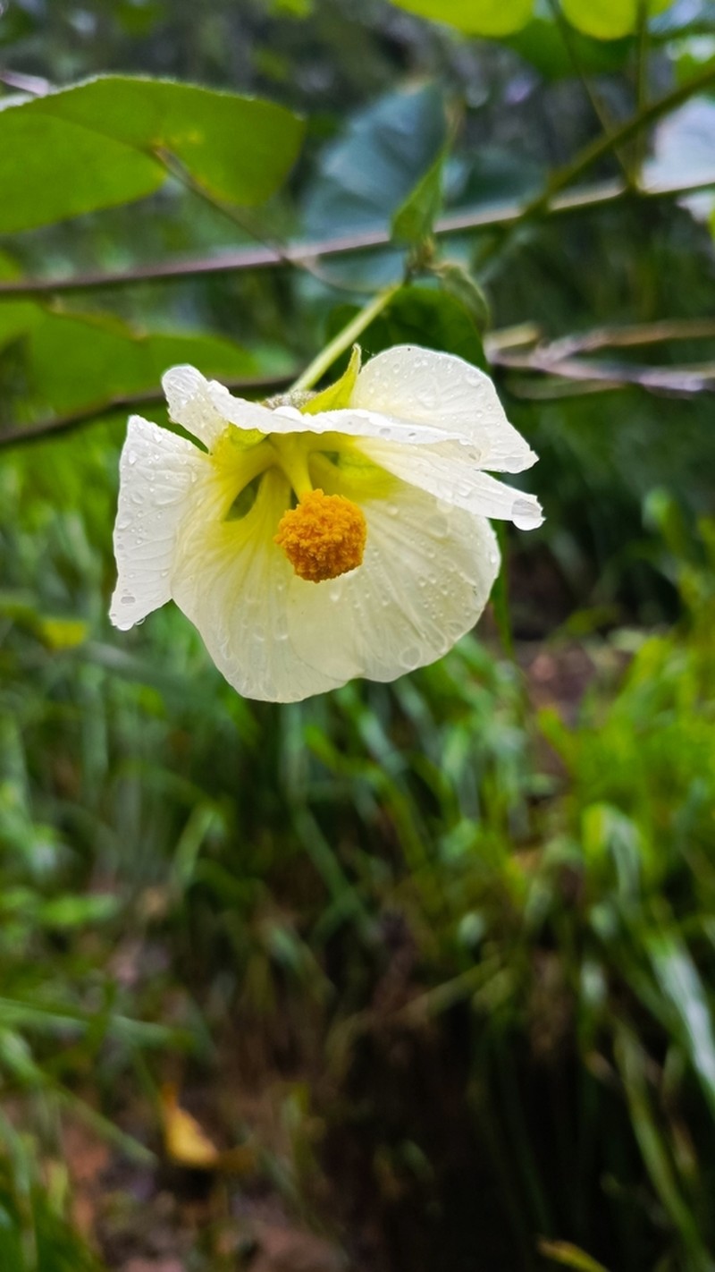 Callianthe nivea photo 2