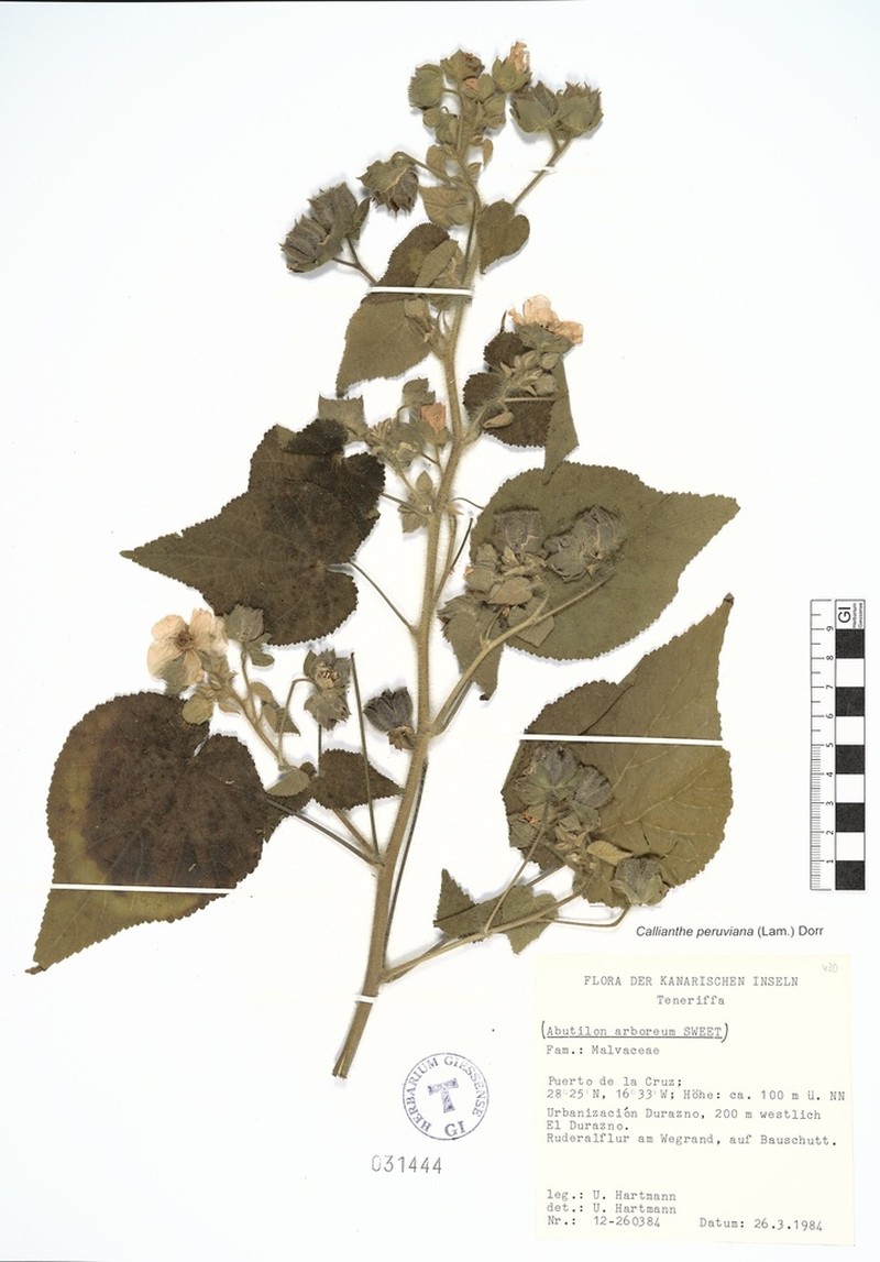 Callianthe peruviana