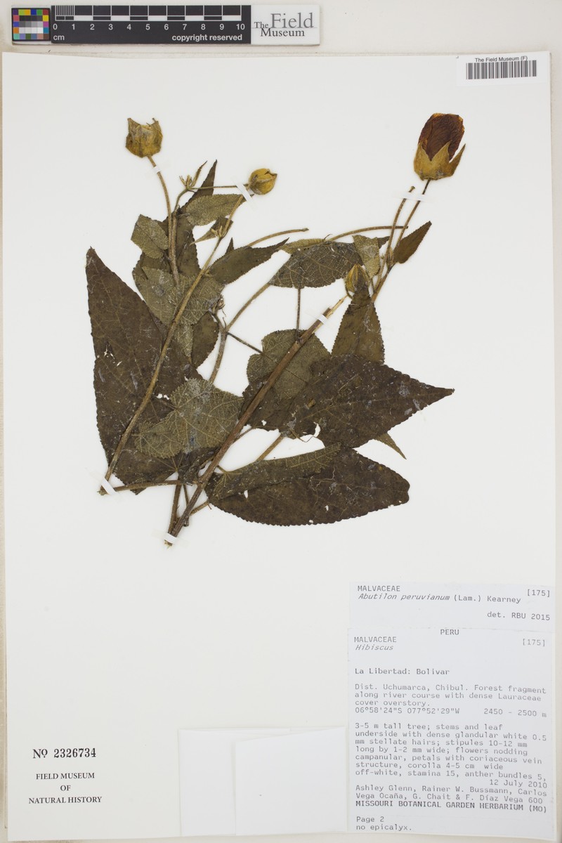 Callianthe peruviana photo 2