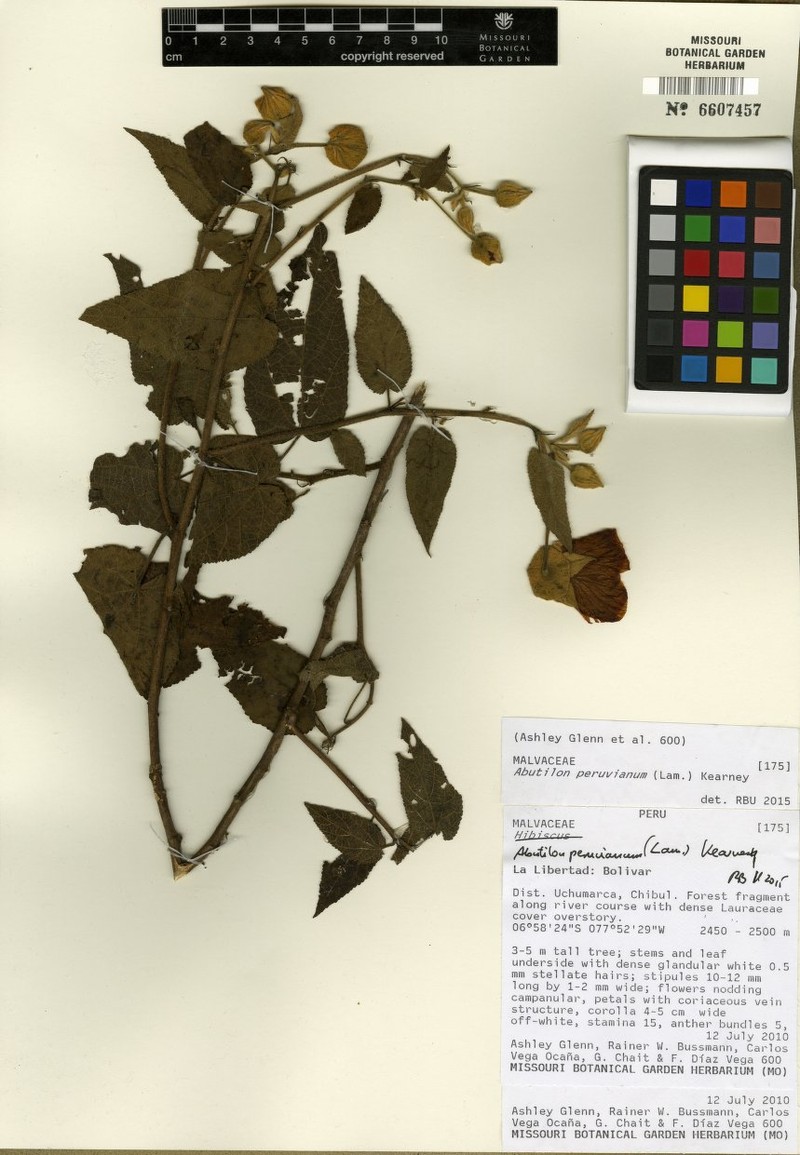 Callianthe peruviana photo 3