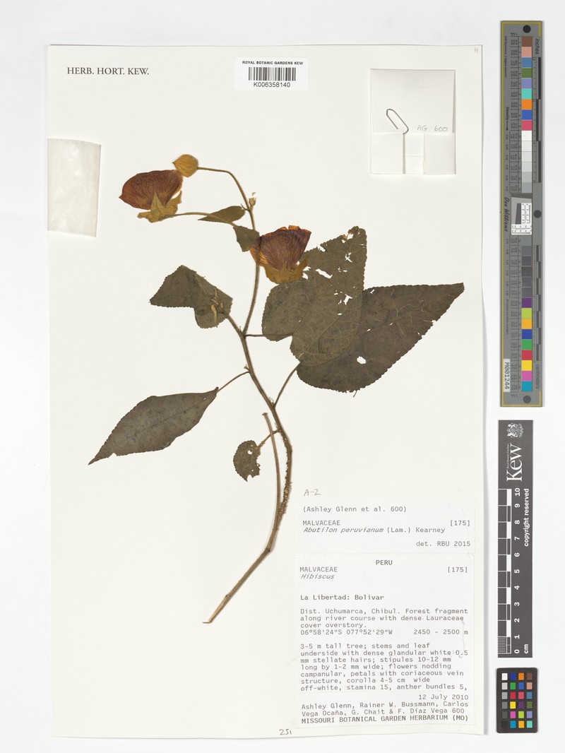 Callianthe peruviana photo 4