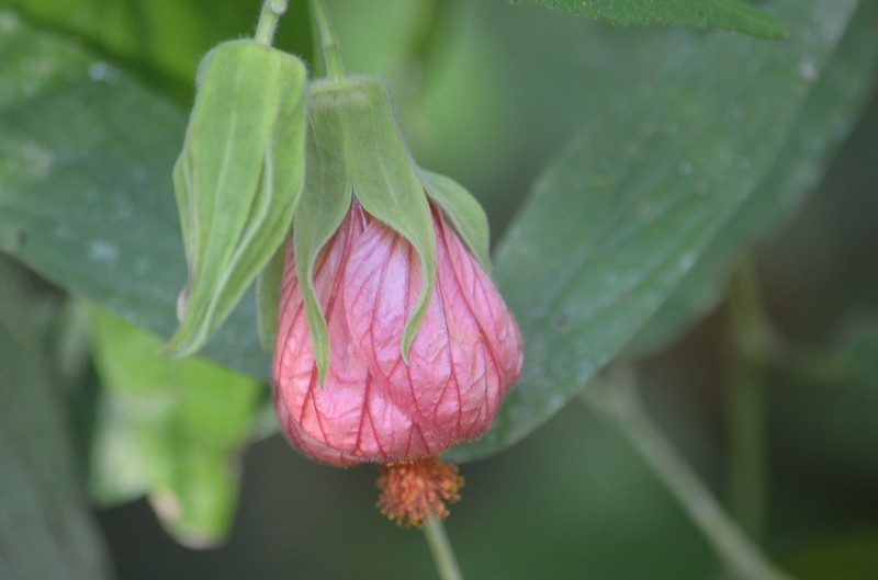 Callianthe sulcatarinensis photo 2