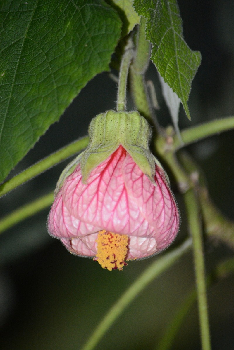Callianthe sulcatarinensis photo 3