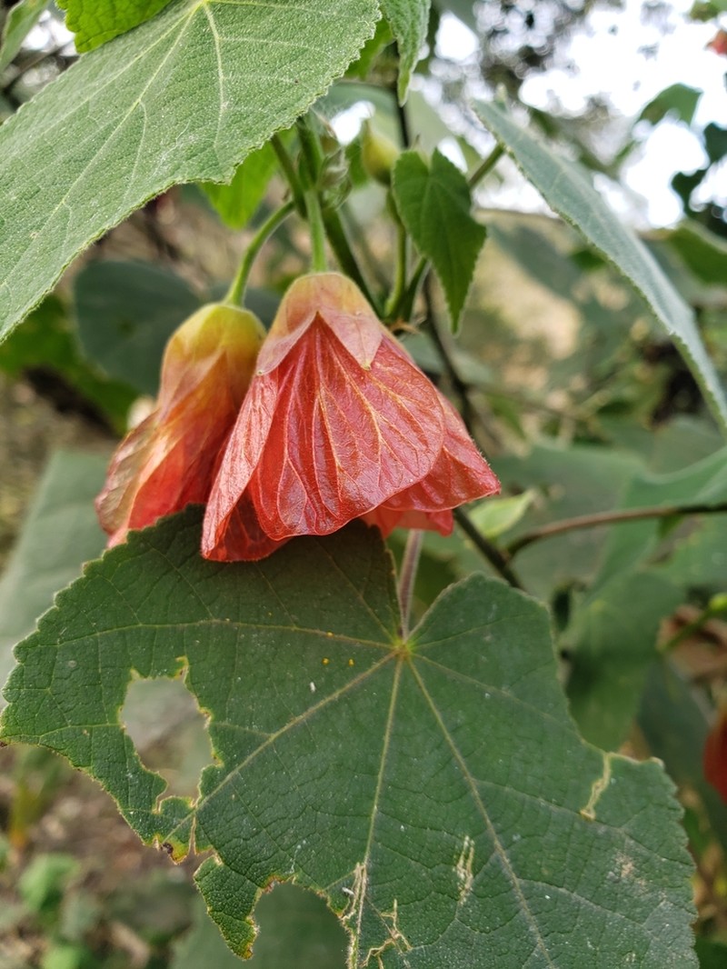 Callianthe sulcatarinensis photo 4