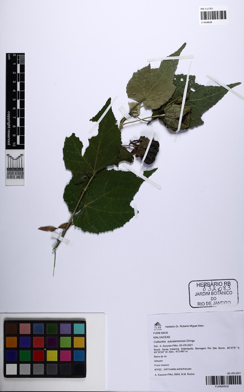 Callianthe sulcatarinensis photo 7