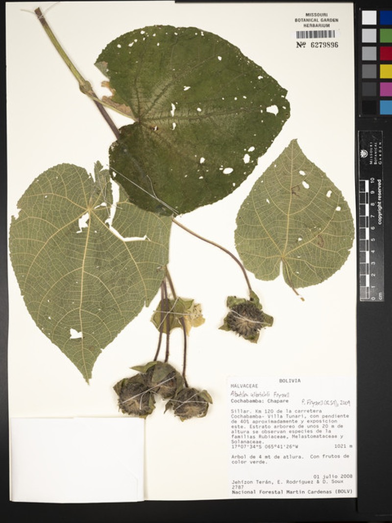 Callianthe ulbrichii