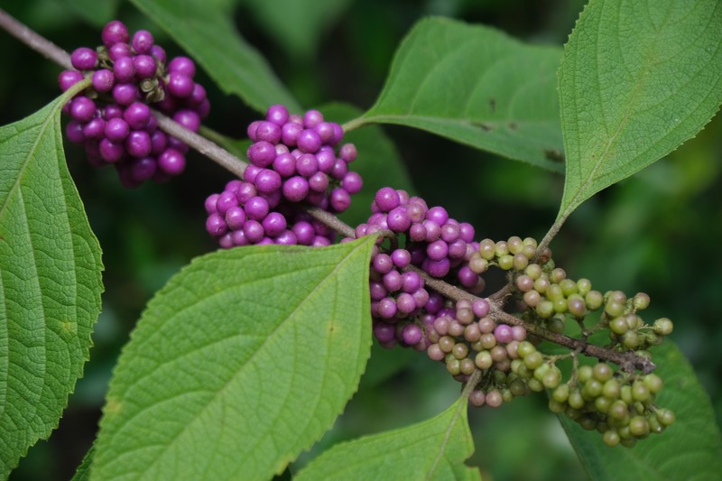 American Beautyberry photo 2
