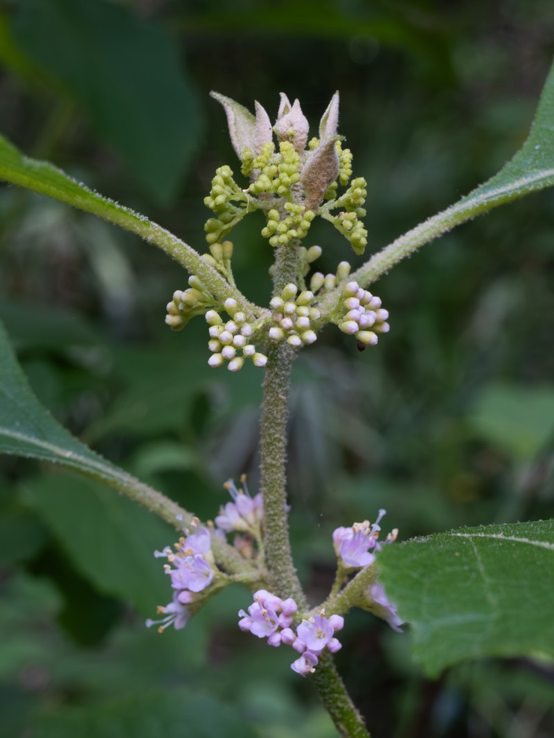 American Beautyberry photo 3