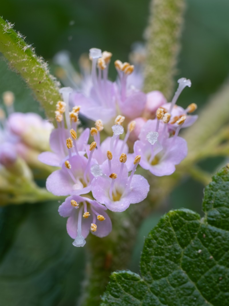 American Beautyberry photo 4