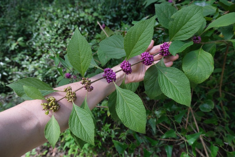 American Beautyberry photo 5