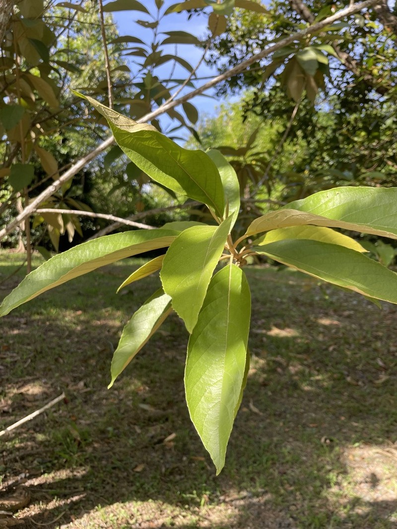Caparosa photo 3