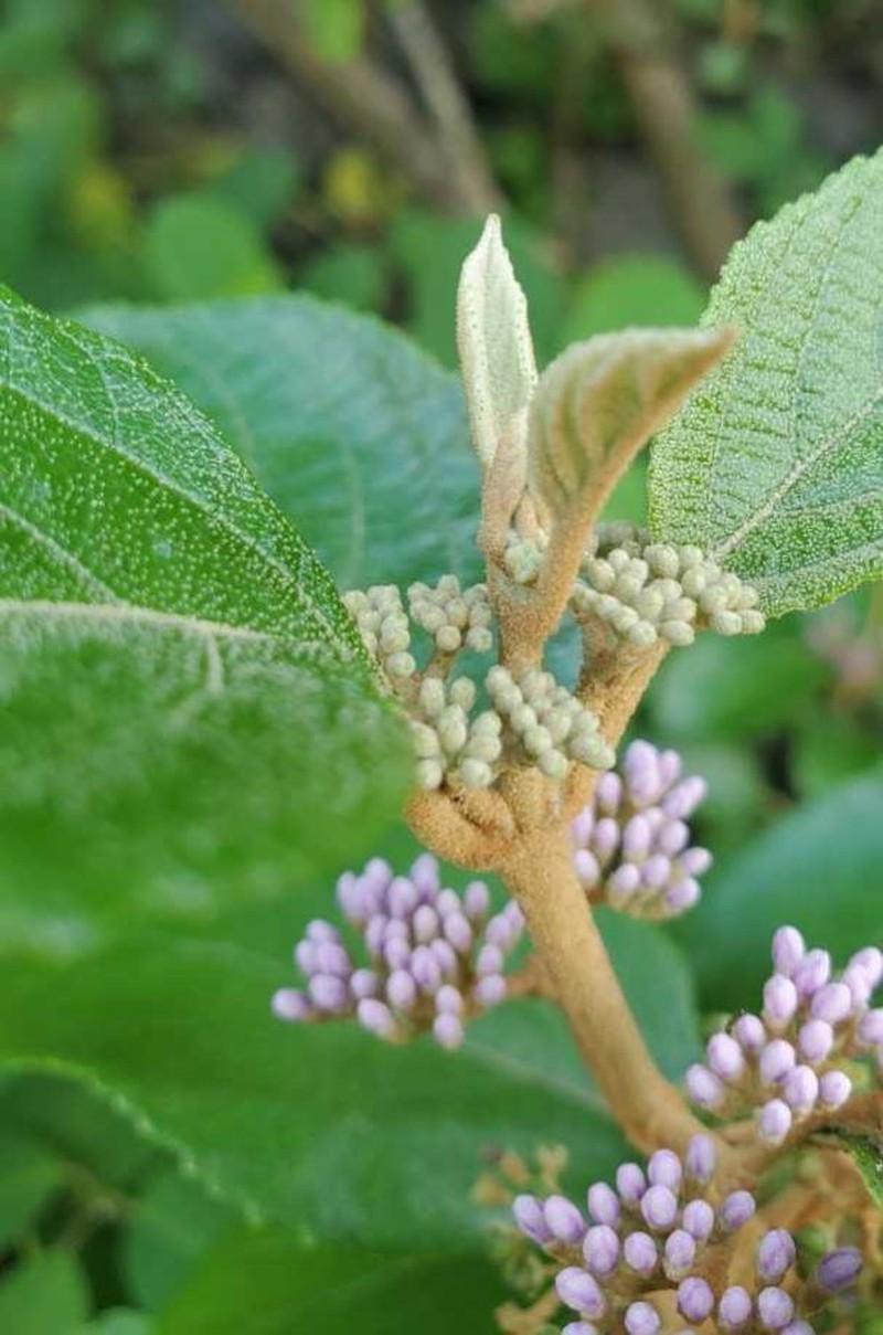 Callicarpa candicans