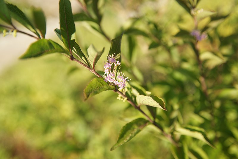 Purple Beautyberry photo 2