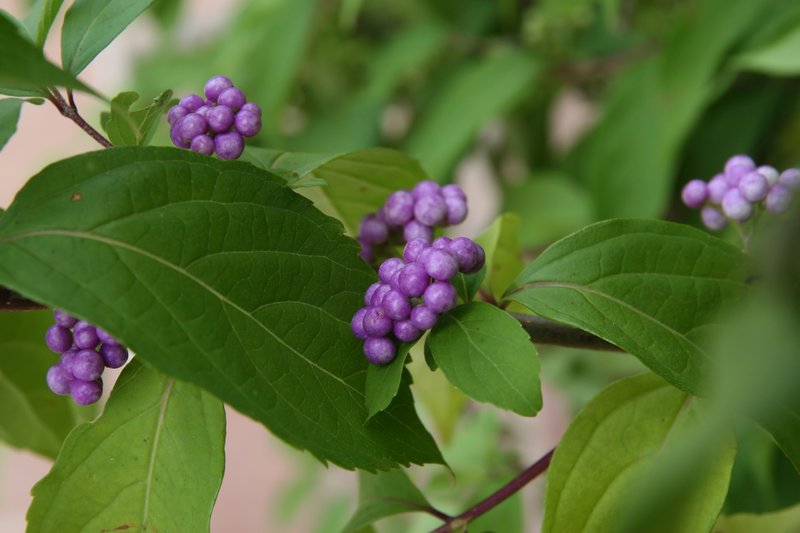 Purple Beautyberry photo 3
