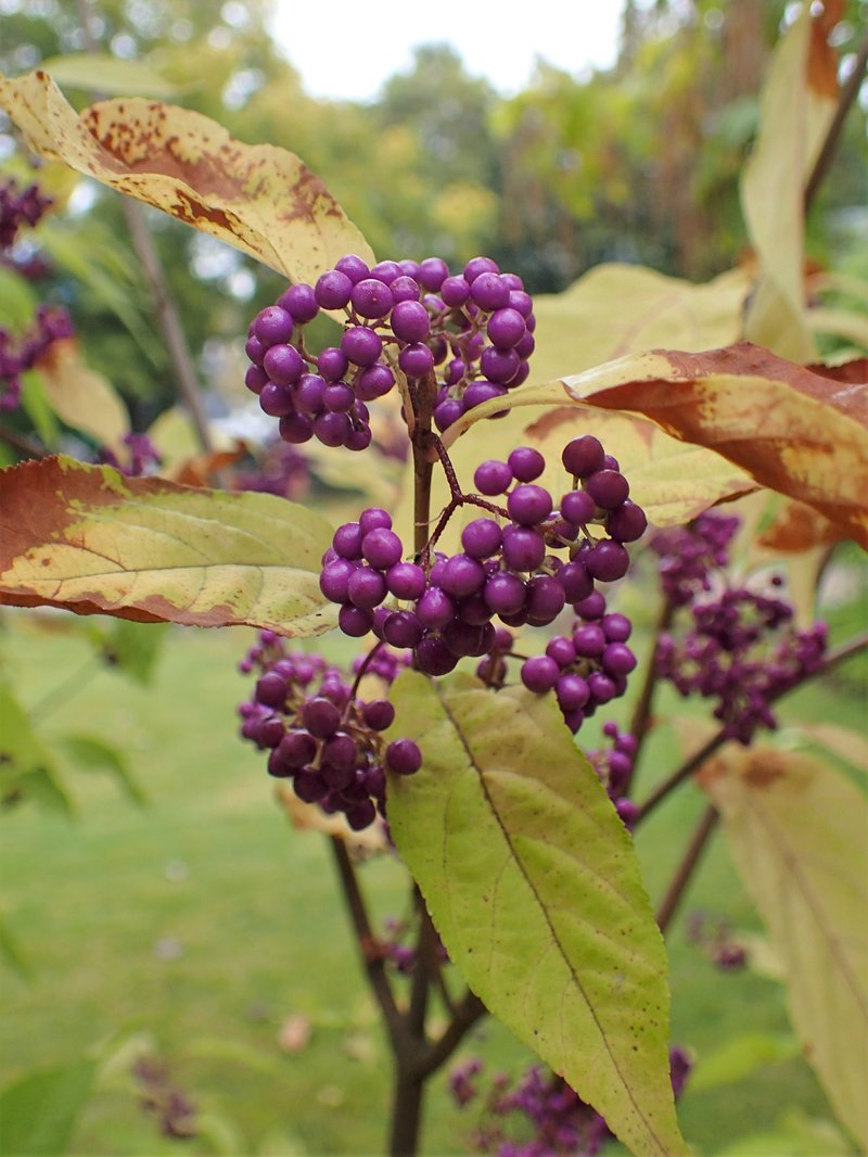Purple Beautyberry photo 4