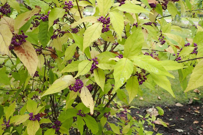 Purple Beautyberry photo 5