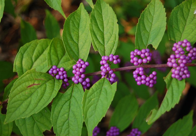 Purple Beautyberry photo 6