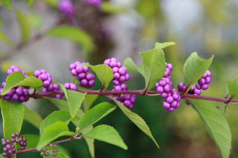 Purple Beautyberry photo 7