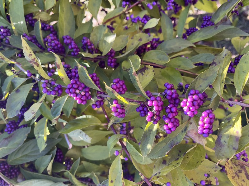 Purple Beautyberry photo 8