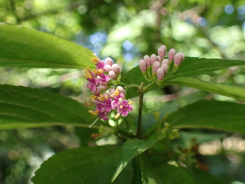 Japanese Callicarpa photo 2