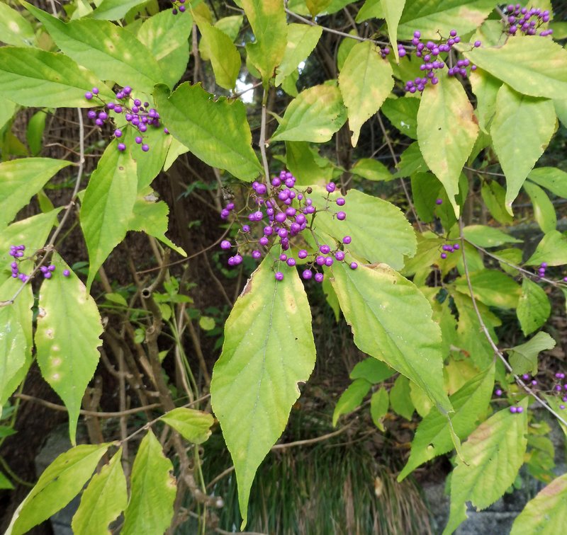 Japanese Callicarpa photo 3