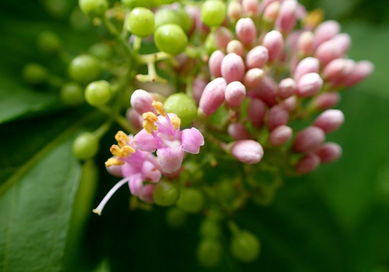 Japanese Callicarpa photo 4