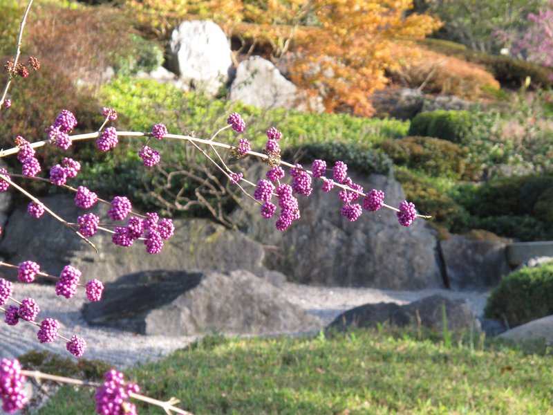 Japanese Callicarpa photo 5