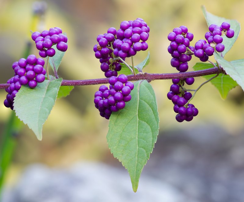 Japanese Callicarpa photo 6