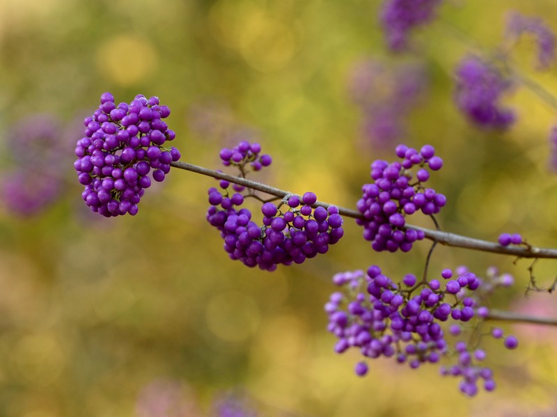 Japanese Callicarpa photo 7