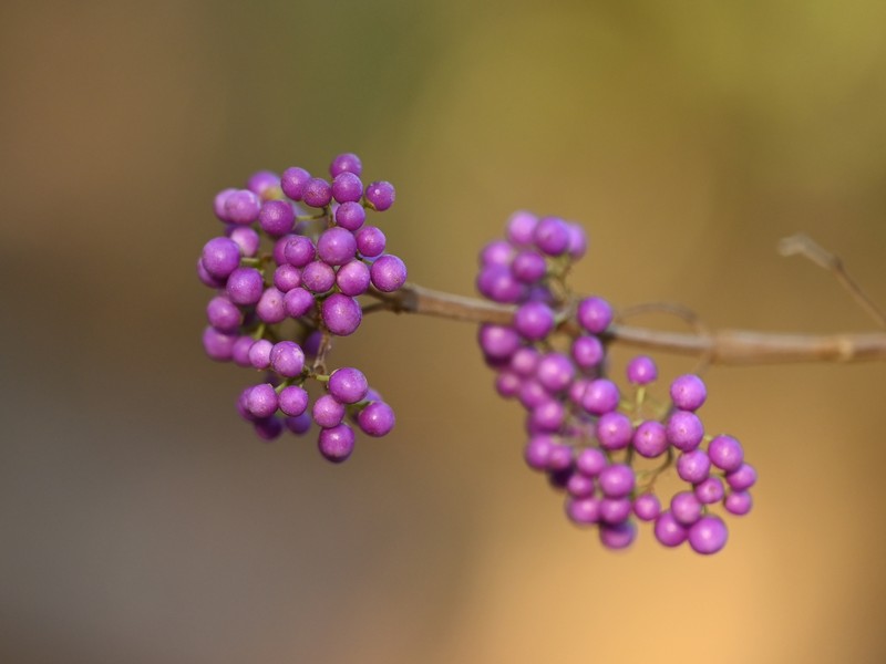 Japanese Callicarpa photo 8