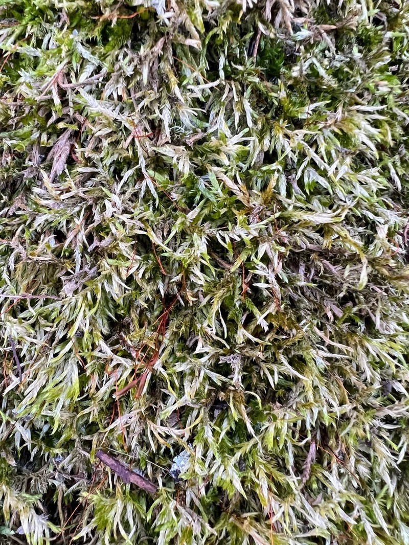 Callicladium Moss photo 2